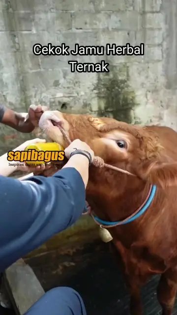 Cekok-Jamu-Herbal-Sapi